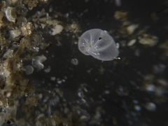 Nonionella pulchella