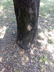 Quercus ilex