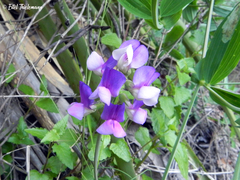 Lathyrus magellanicus
