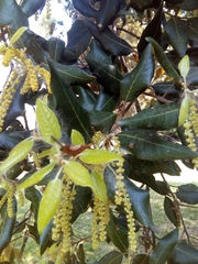 Quercus ilex
