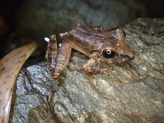 Pristimantis charlottevillensis