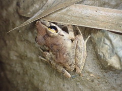 Pristimantis charlottevillensis