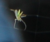 Chironomus