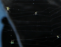 Chironomus