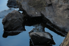 Chironomus