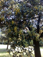 Quercus ilex