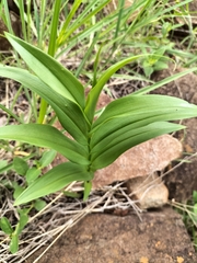 Gloriosa superba
