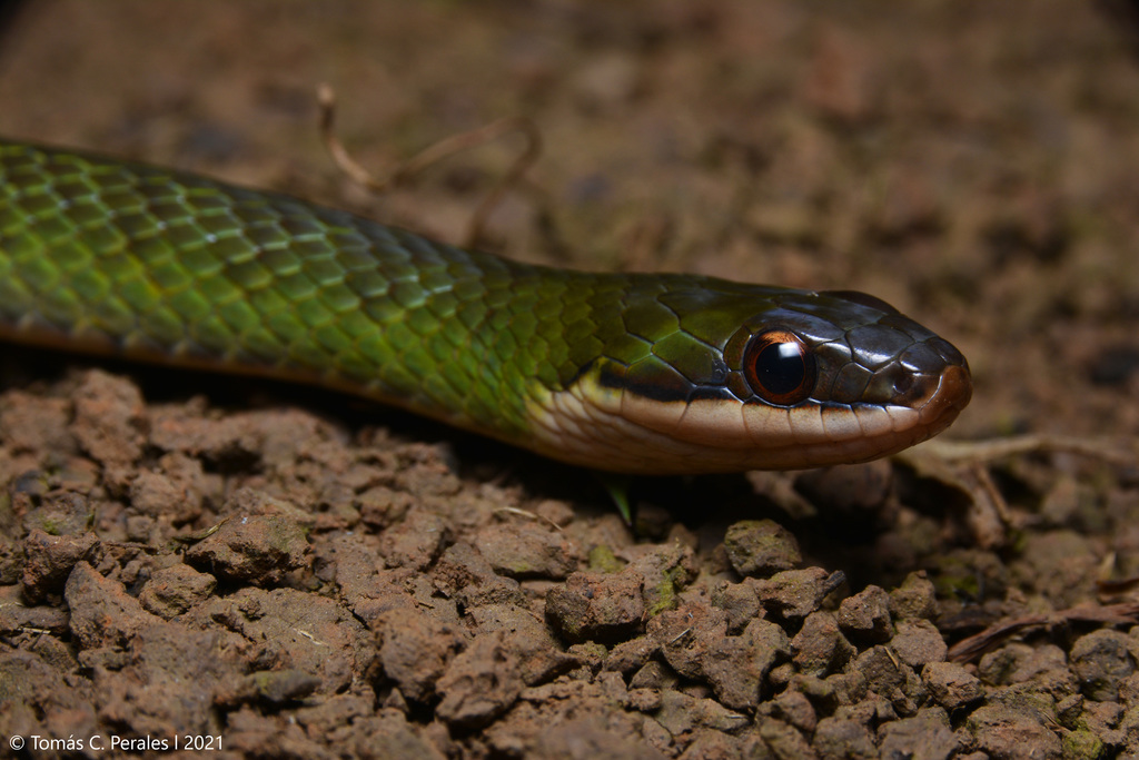 Erythrolamprus macrosomus