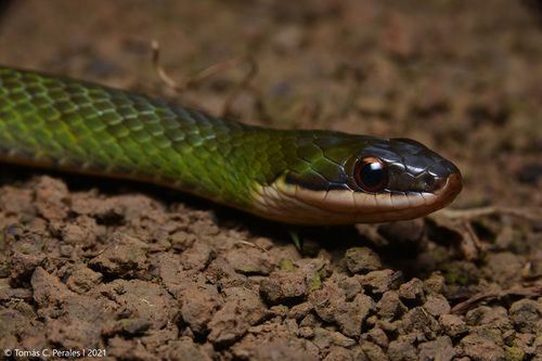 Culebra de antifaz