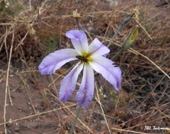 Leucocoryne ixioides