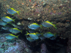 Schuettea scalaripinnis