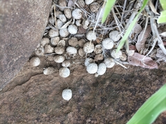 Pronolagus randensis