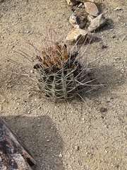 Ferocactus emoryi rectispinus