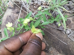 Dalechampia capensis