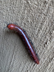 Centrobolus anulatus