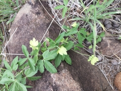 Dalechampia capensis