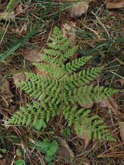 Athyrium spinulosum