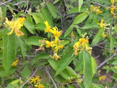 Grewia flavescens