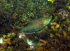 Heteroscarus acroptilus