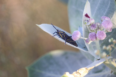 Poekilocerus arabicus