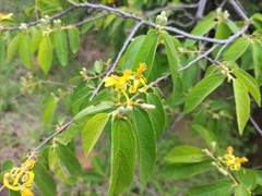 Grewia flavescens