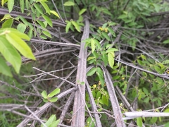 Grewia flavescens