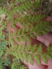 Athyrium spinulosum