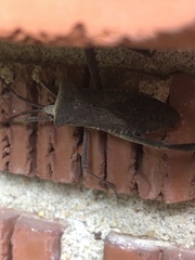 Acanthocephala declivis