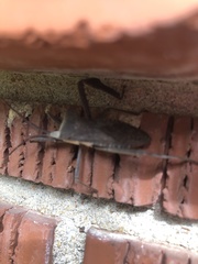 Acanthocephala declivis