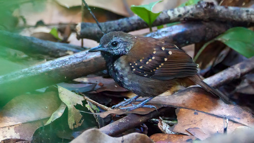 Gray-bellied Antbird