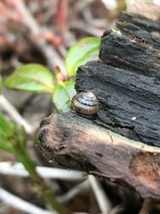 Euconulus