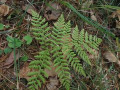 Athyrium spinulosum