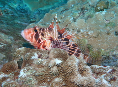 Pterois sphex