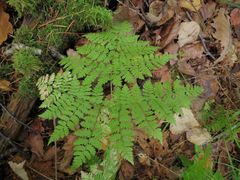 Dryopteris amurensis