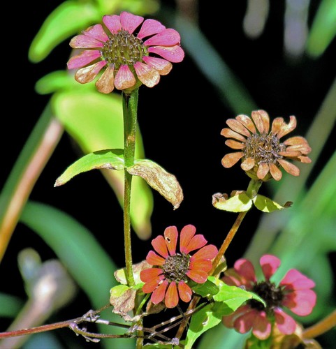 Peruvian zinnia