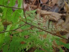 Dryopteris amurensis