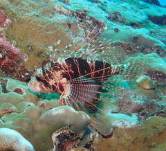Pterois sphex