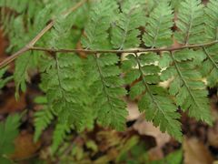 Dryopteris amurensis