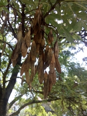 Fraxinus angustifolia