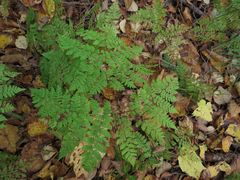 Dryopteris amurensis