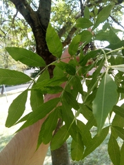Fraxinus angustifolia