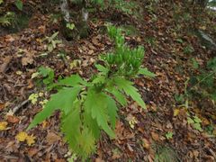 Aconitum taigicola