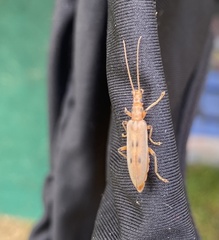 Parisopalpus nigronotatus