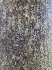 Fraxinus angustifolia