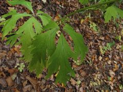 Aconitum taigicola