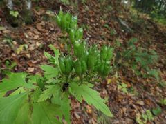 Aconitum taigicola