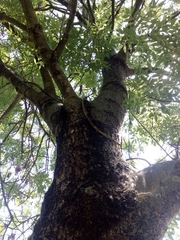Fraxinus angustifolia