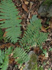 Dryopteris sichotensis