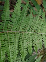 Dryopteris sichotensis