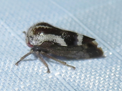 Ophiderma